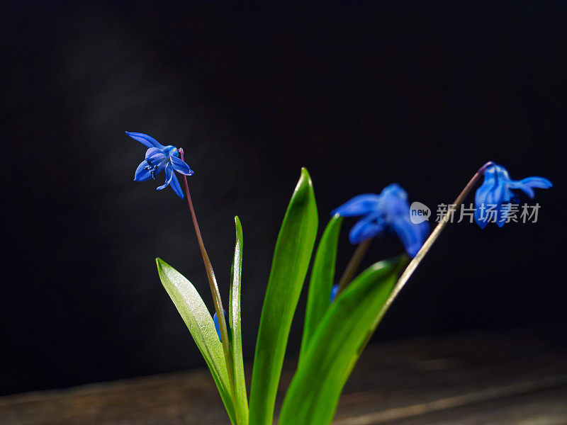 黑色的仍然有蓝色的花(scilla siberica)